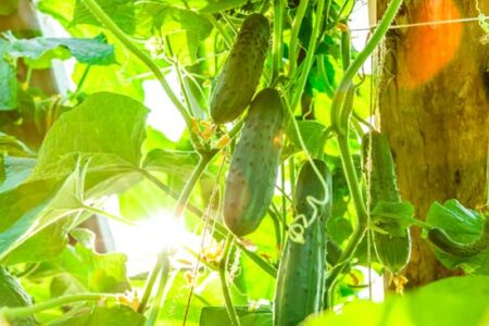 All About Sowing and Harvesting Cucumbers Image